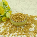 Chinese orginal yellow millet for bird food